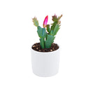 christmas cactus, thanksgiving cactus, how to care for a christmas cactus, thanksgiving cactus care, Christmas Cactus Thanksgiving Cactus for sale