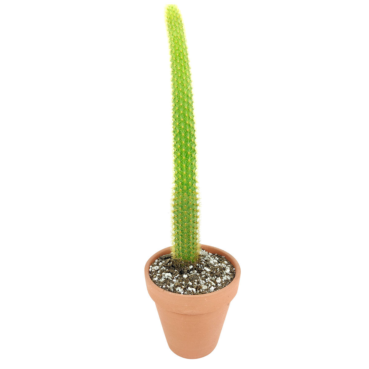 4 Golden Rat Tail Cactus Live Cactus 