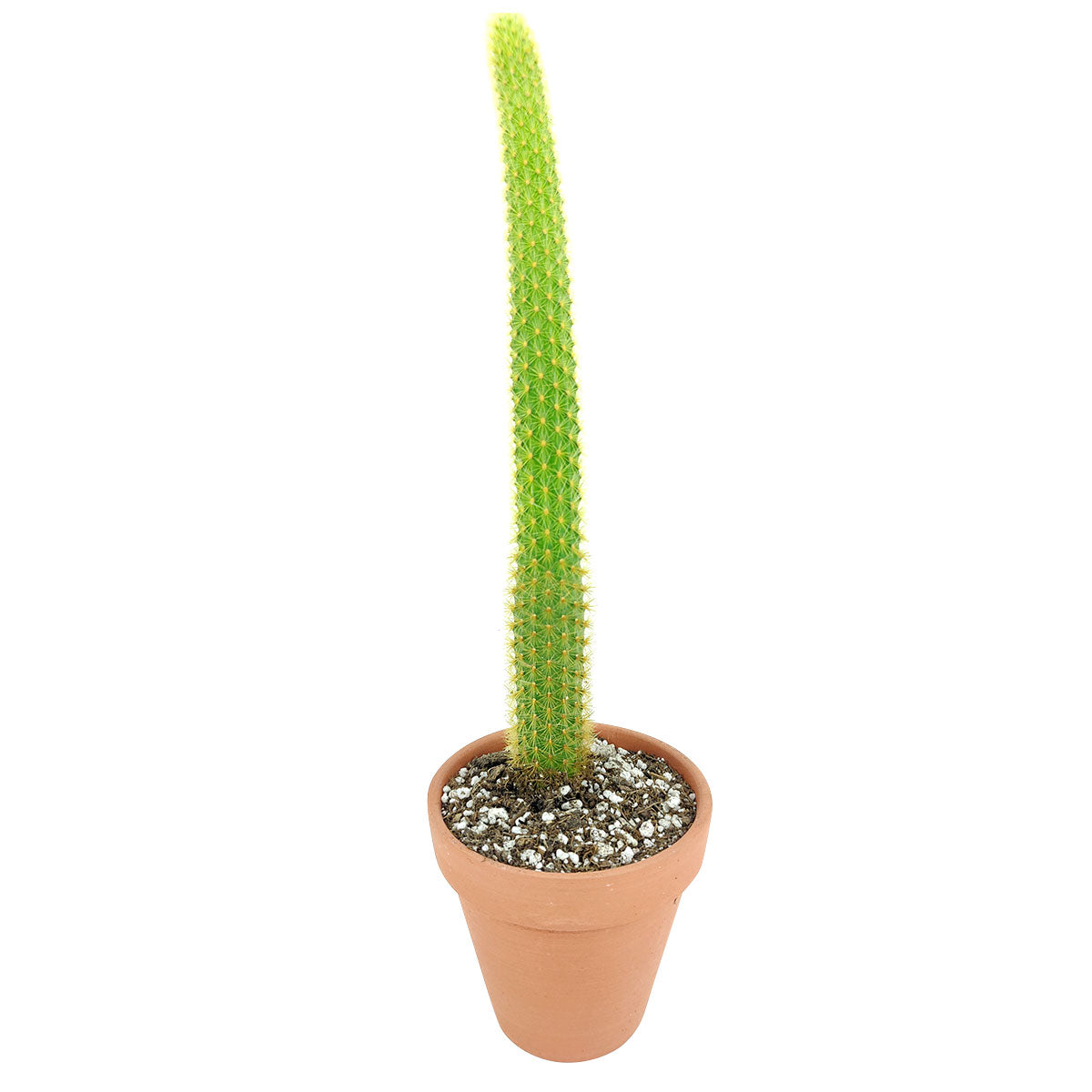 tall cactus succulent Monkey Tail Cactus – Trailing Hairy Cactus Plant
