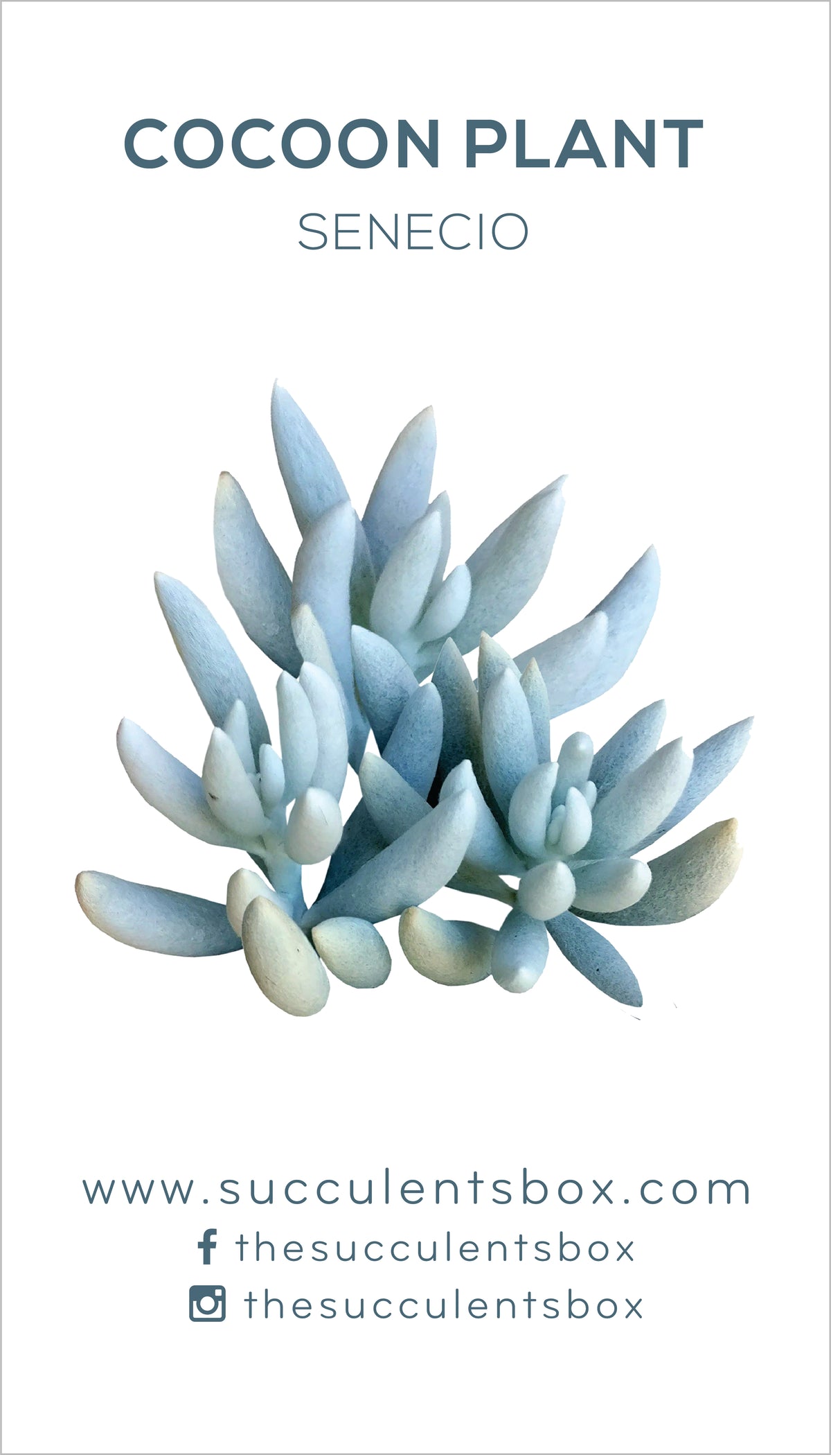 Senecio Succulent ID Cards