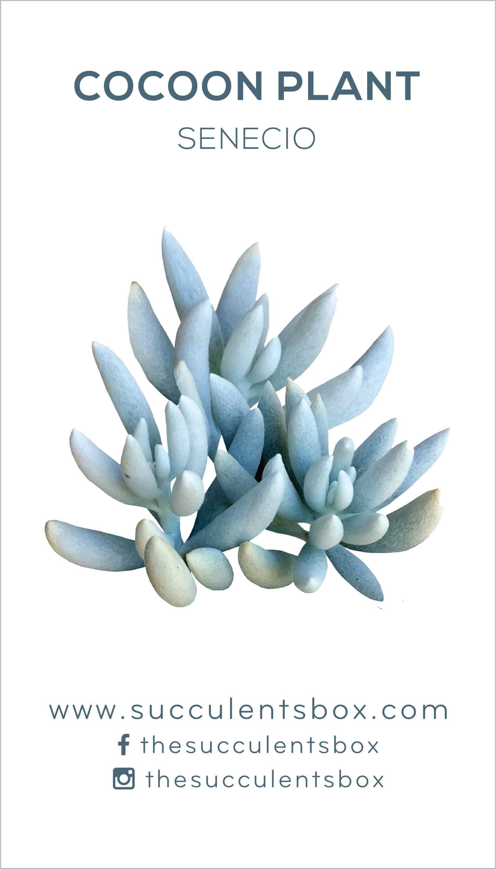 Senecio Succulent ID Cards