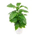 coffee plants as houseplants, Coffea arabica, coffee plant, coffee plant indoors