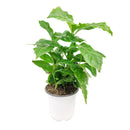 coffee plants as houseplants, Coffea arabica, coffee plant, coffee plant indoors