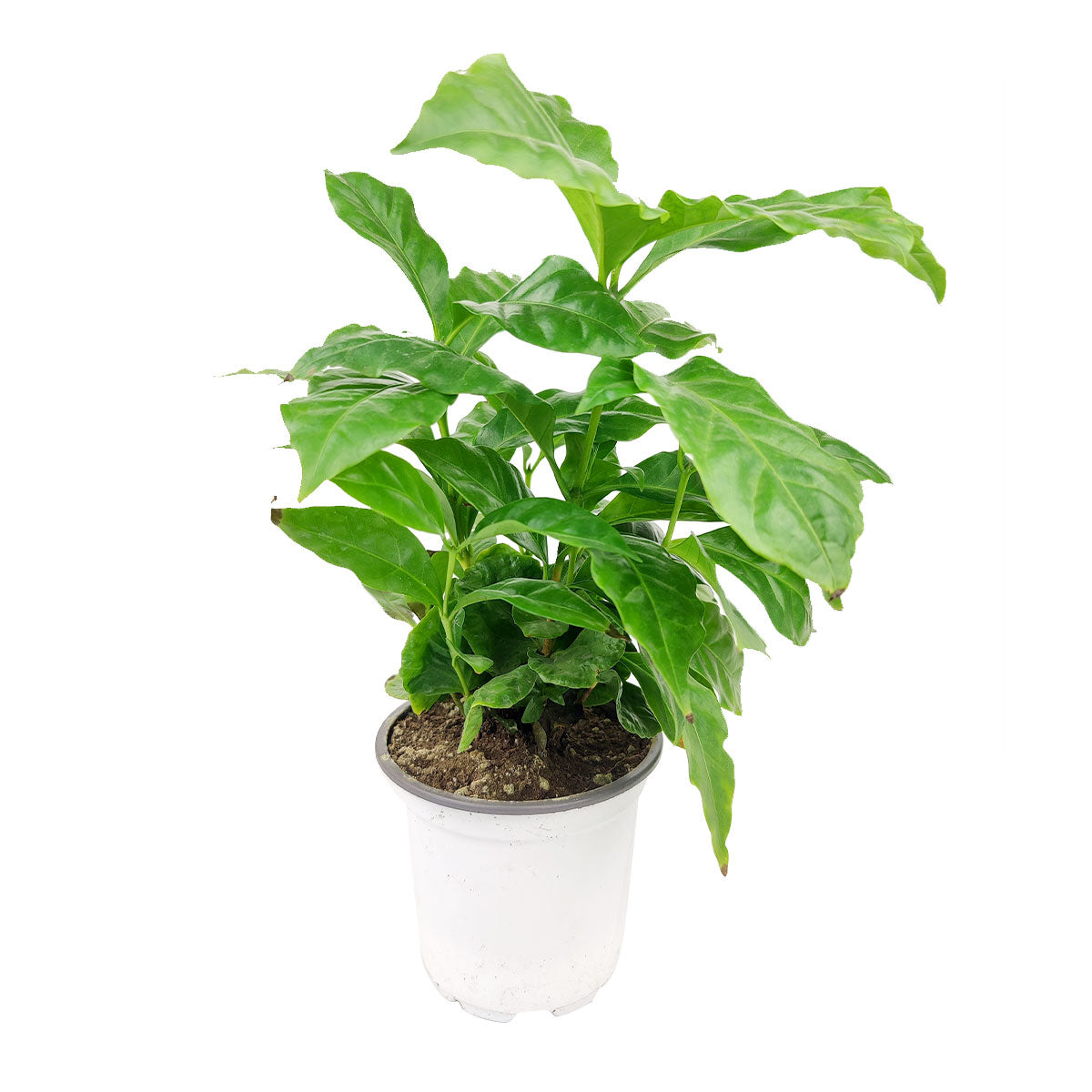 coffee plant, Coffea arabica, coffee plant indoors, coffee plants as houseplants