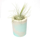 Concrete Pot for Air Plants