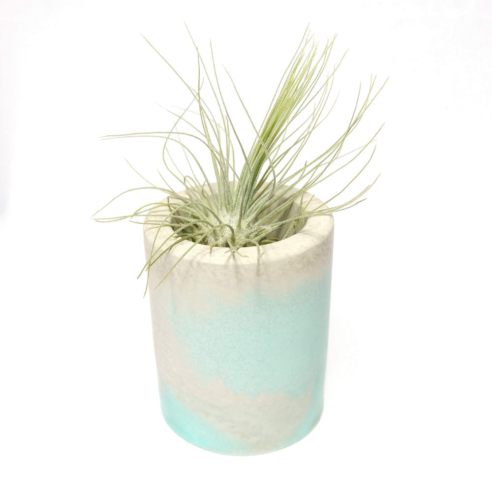 Moderrn Container for Air Plants