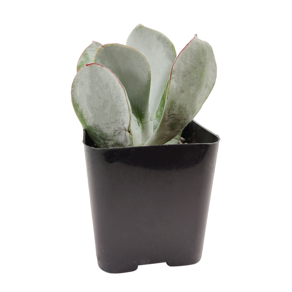 Cotyledon Orbiculata Pig&#39;s Ear, succulent care tips, indoor succulents, monthly succulents, Succulents, succulent care guide, Succulents shop near me, succulents shop in California, succulent subscription, Cotyledon orbiculata in California, How to grow Cotyledon orbiculata