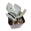 Cotyledon Orbiculata Pig&#39;s Ear, succulent care tips, indoor succulents, monthly succulents, Succulents, succulent care guide, Succulents shop near me, succulents shop in California, succulent subscription, Cotyledon orbiculata in California, How to grow Cotyledon orbiculata