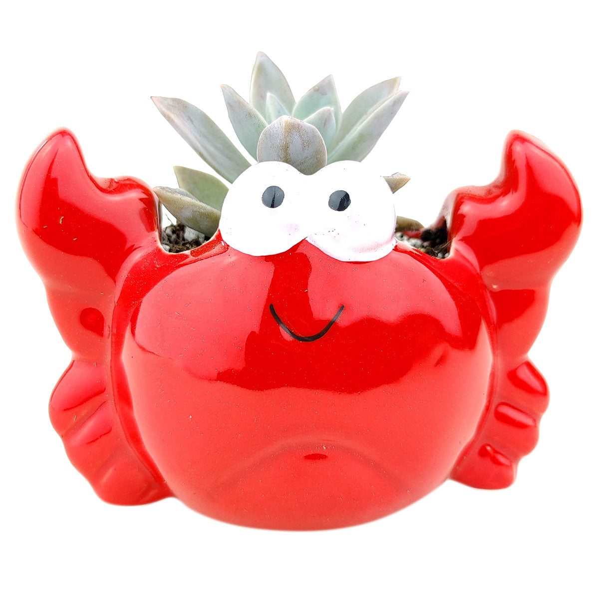 Crab Pot for sale, Ceramic mini pot for succulents and flowers, Ceramic Crab Pot, Cute succulent planter, ideal gifts for mom, Crab Pot for sale