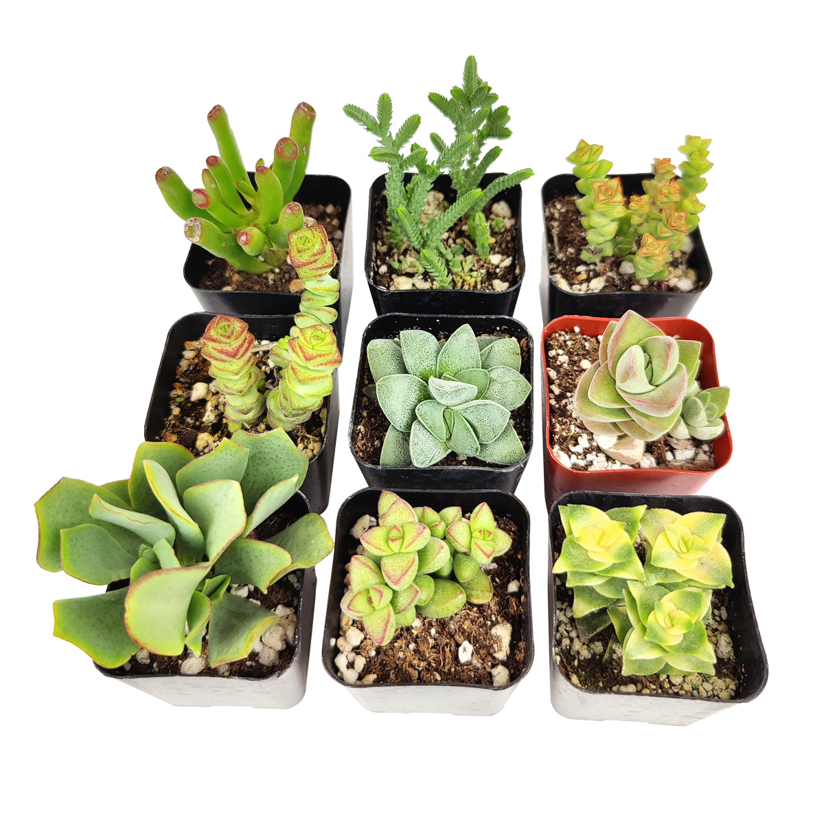 Unique Crassula Succulent Pack for Sale Online, Succulent Gift Decoration Ideas, How to care for Crassula Succulent Plant, How to grow Crassula Succulent Indoor, Live Healthy Succulent Assorted Pack for Sale, crassula, crassula plant, crassula succulent, crassula types, crassula varieties, types of crassula, crassula species, crassulas, succulent crassula