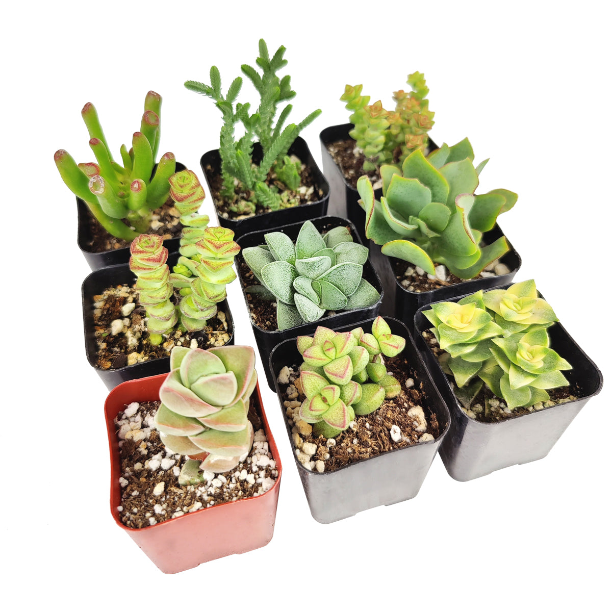 Unique Crassula Succulent Pack for Sale Online, Succulent Gift Decoration Ideas, How to care for Crassula Succulent Plant, How to grow Crassula Succulent Indoor, Live Healthy Succulent Assorted Pack for Sale, crassula, crassula plant, crassula succulent, crassula types, crassula varieties, types of crassula, crassula species, crassulas, succulent crassula