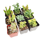 Unique Crassula Succulent Pack for Sale Online, Succulent Gift Decoration Ideas, How to care for Crassula Succulent Plant, How to grow Crassula Succulent Indoor, Live Healthy Succulent Assorted Pack for Sale, crassula, crassula plant, crassula succulent, crassula types, crassula varieties, types of crassula, crassula species, crassulas, succulent crassula