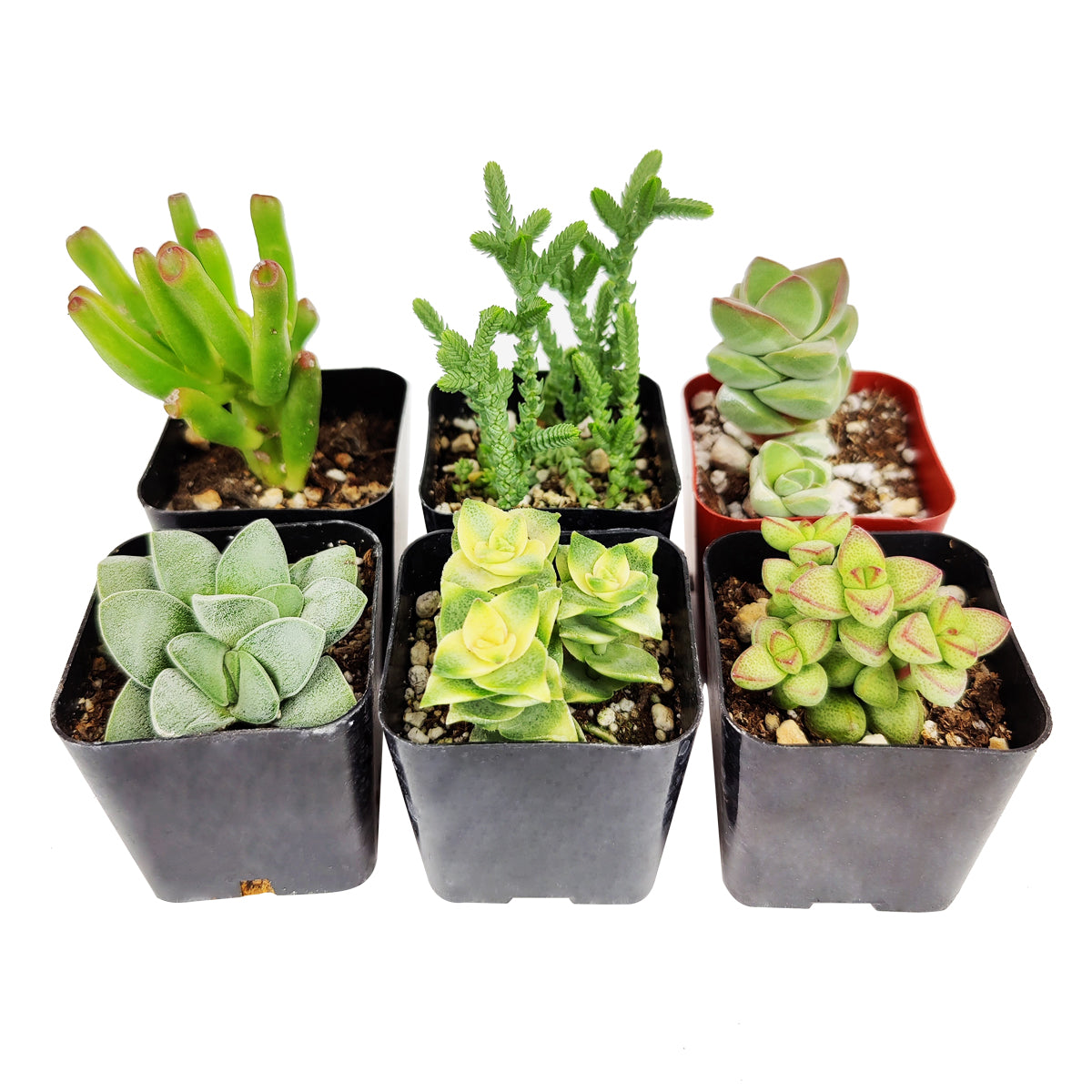 crassula succulent for sale Crassula Succulent Pack 2 Succulents / Plastic Pot