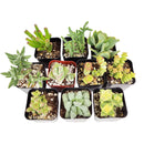 Unique Crassula Succulent Pack for Sale Online, Succulent Gift Decoration Ideas, How to care for Crassula Succulent Plant, How to grow Crassula Succulent Indoor, Live Healthy Succulent Assorted Pack for Sale, crassula, crassula plant, crassula succulent, crassula types, crassula varieties, types of crassula, crassula species, crassulas, succulent crassula