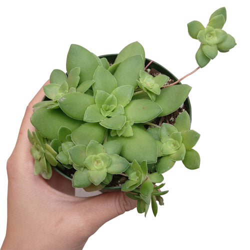 crassula orbicularis for sale, succulent plant, Succulents shop near me, succulents garden, Succulents, succulents shop in California, succulent care, succulent subscription, how to grow succulents, crassula orbicularis in California, How to grow crassula orbicularis, crassula, crassula plant, crassula succulent, crassula types, crassula varieties, types of crassula, crassula species, crassulas, succulent crassula