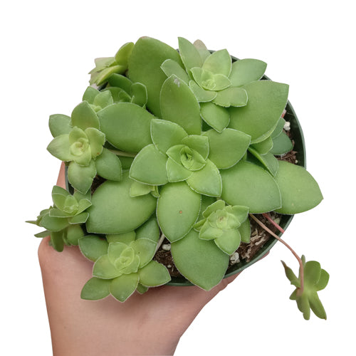 orbicularis succulent Crassula Orbicularis Succulent for Sale | Succulent Care