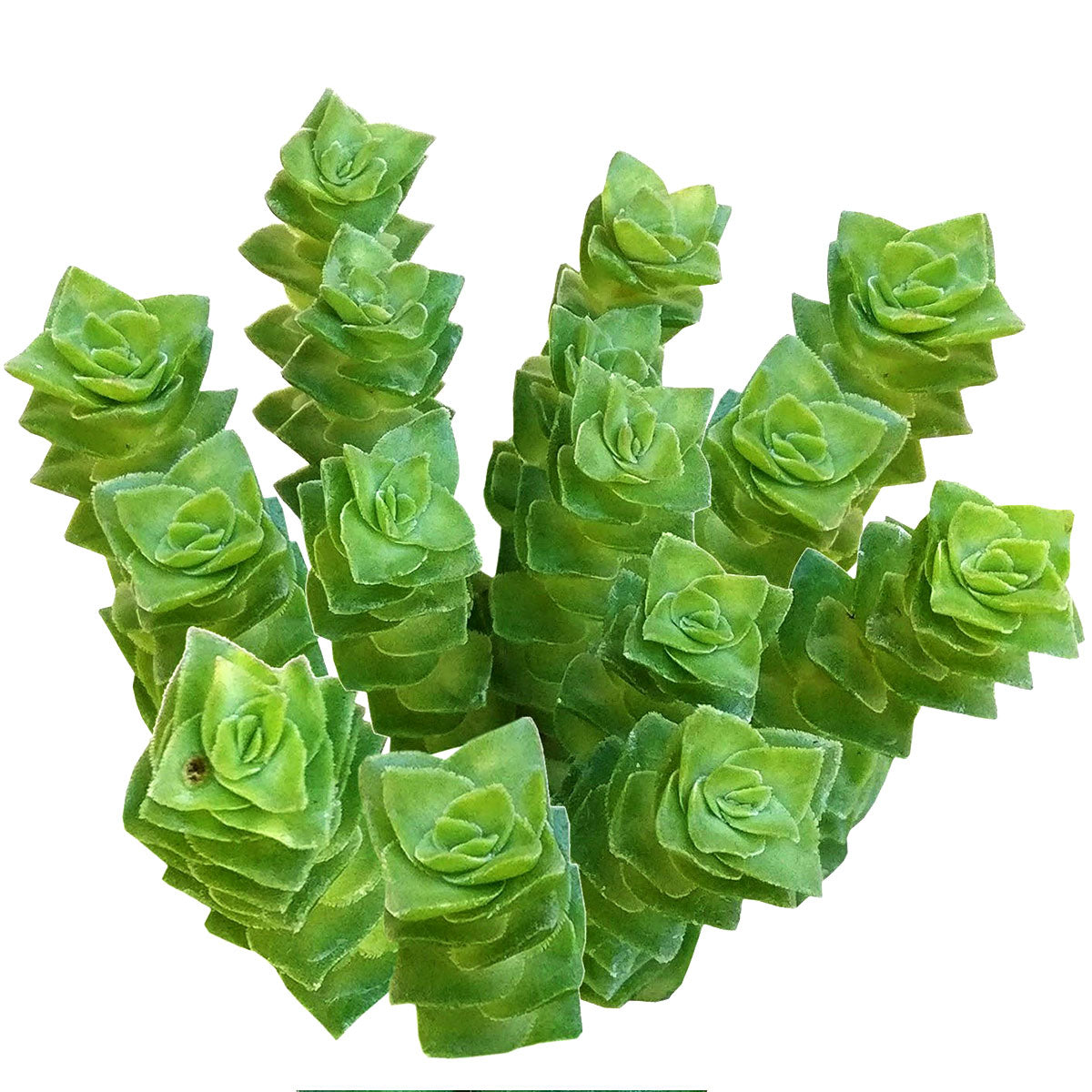 pagoda succulent care Crassula Green Pagoda