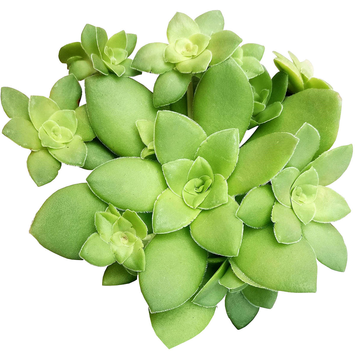 orbicularis succulent Crassula Orbicularis