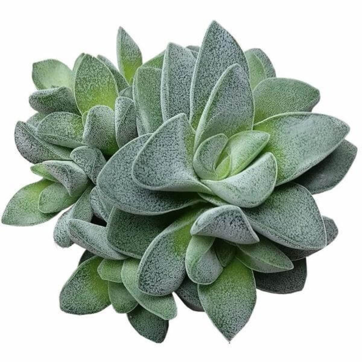 morgans beauty succulent Crassula Morgan Beauty Silver Springtime Succulents for Sale 4 inch / Plastic Pot by Succulents Box