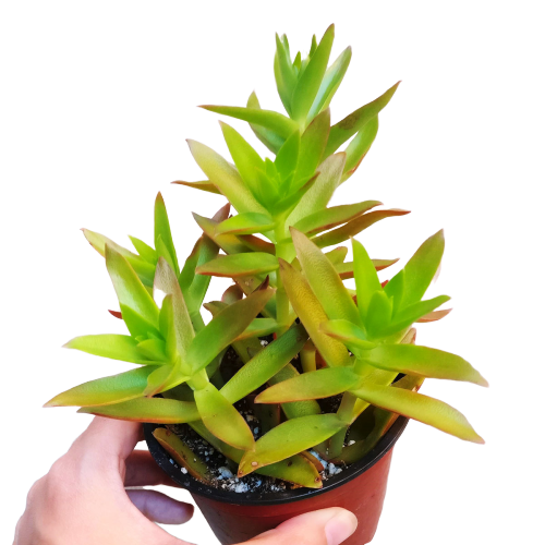Crassula Campfire plant, succulent subscription, succulent care tips, succulent care, succulents store in CA, cactus, Succulents, succulent care guide, Rare succulents, Crassula Campfire plant in California, How to grow Crassula Campfire plant, crassula, crassula plant, crassula succulent, crassula types, crassula varieties, types of crassula, crassula species, crassulas, succulent crassula