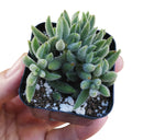crassula mesembryanthemoides for sale, jade plant, succulent care tips, how to grow succulents, succulents store in CA, monthly succulents, succulent plant, succulent subscription, Succulents shop near me, cactus, crassula mesembryanthemoides in California, How to grow crassula mesembryanthemoides, crassula, crassula plant, crassula succulent, crassula types, crassula varieties, types of crassula, crassula species, crassulas, succulent crassula