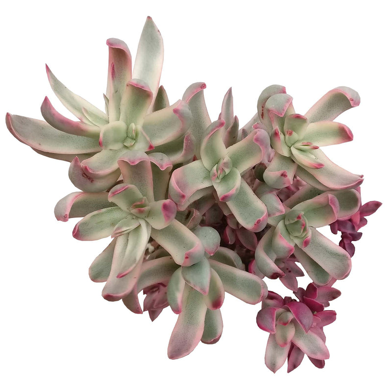 Crassula Candy Cane Rubricaulis Succulent | Succulent Care Guide ...