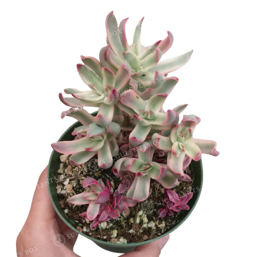 pink succulent, crassula species, wedding succulent, succulent care tips, succulent care, succulent plant, indoor succulents, succulents garden, succulents shop in California, Succulents shop near me, monthly succulents, candy cane succulent in California, How to grow candy cane succulent, crassula, crassula plant, crassula succulent, crassula types, crassula varieties, types of crassula, crassula species, crassulas, succulent crassula