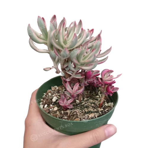 candy cane succulent planet desert Crassula Candy Cane Rubricaulis