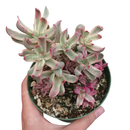 Succulents, succulents garden, crassula candy cane in California, How to grow crassula candy cane, crassula, crassula plant, crassula succulent, crassula types, crassula varieties, types of crassula, crassula species, crassulas, succulent crassula