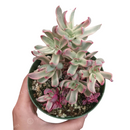 Succulents, succulents garden, crassula candy cane in California, How to grow crassula candy cane, crassula, crassula plant, crassula succulent, crassula types, crassula varieties, types of crassula, crassula species, crassulas, succulent crassula