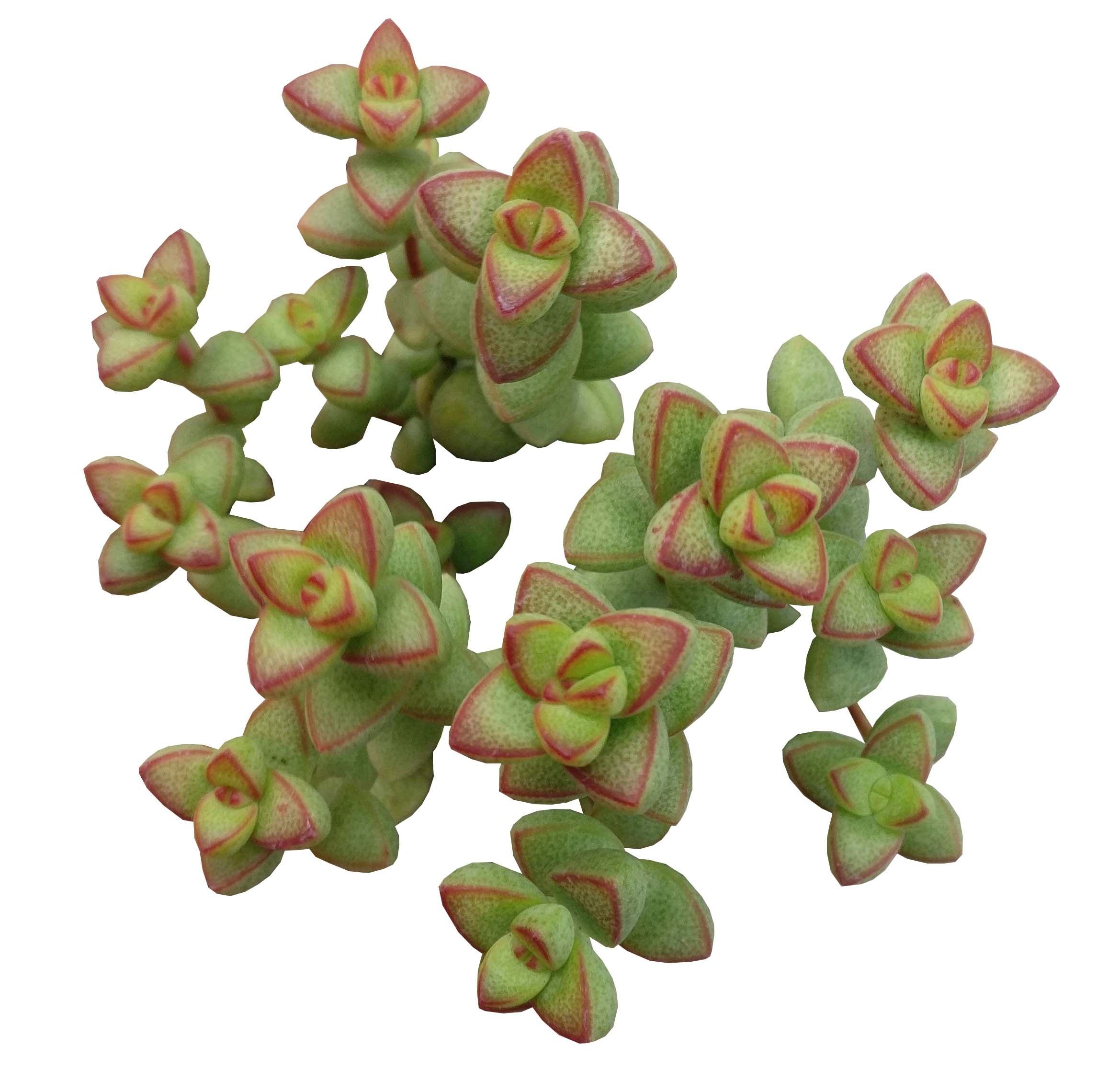 brevifolia succulent Crassula Brevifolia Succulent Plant for Sale and Care Guide 4 inch / Plastic Pot by Succulents Box