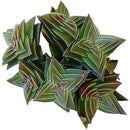 How to grow Crassula pagoda village, crassula, crassula plant, crassula succulent, crassula types, crassula varieties, types of crassula, crassula species, crassulas, succulent crassula