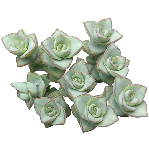 tower succulent Crassula Ivory Towers Crassula Conjuncta Succulent For Sale