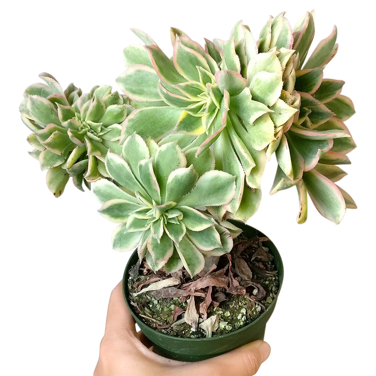 crested sunburst, Aeonium Sunburst crested, succulent care, succulent care tips, how to grow succulents, succulent plant, succulents store in CA, monthly succulents, Succulents shop near me, cactus, crested sunburst in California, How to grow crested sunburst