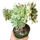 succulent care tips, how to grow succulents, succulent plant, succulents store in CA, monthly succulents, Succulents shop near me, cactus, crested sunburst in California