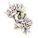 pink rosette succulent, purple rosette succulent, how to care for Crested Cubic Frost Echeveria Succulent, how to grow Crested Cubic Frost Echeveria Succulent, Crested Cubic Frost Echeveria Succulent For Sale,  succulent gift box, succulent home decor ideas, indoor succulents, echeveria, echeveria succulent, echeveria types, succulent echeveria, buy succulents online, succulent shop, succulent store, echeveria plant