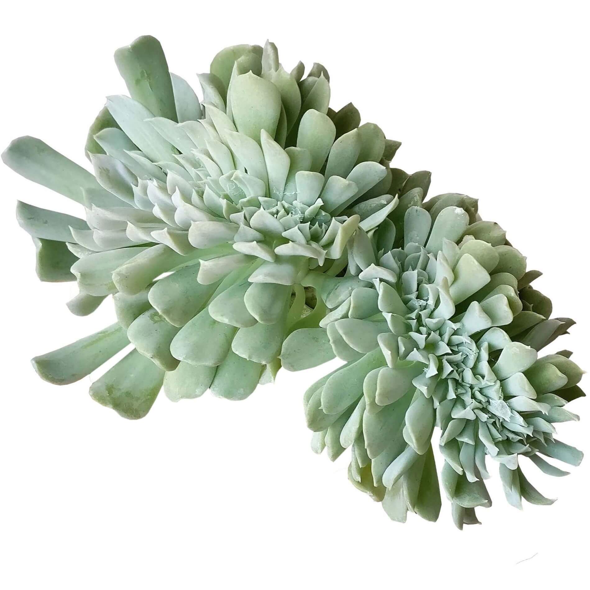 crested succulent care Crested Echeveria Topsy Turvy