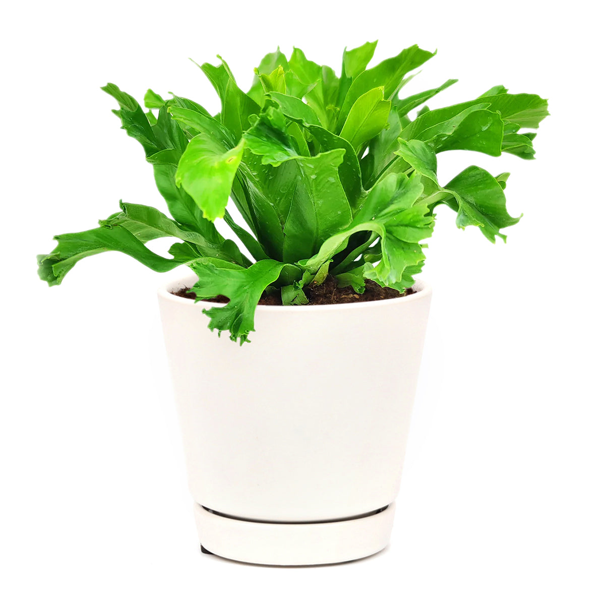 Crissie Fern, medium and low light houseplant, most popular plant for homes and offices, Asplenium antiquum ‘Crissie’, how to care for Forked Bird’s Nest Fern, easy care air-purifying plant, online plant store
