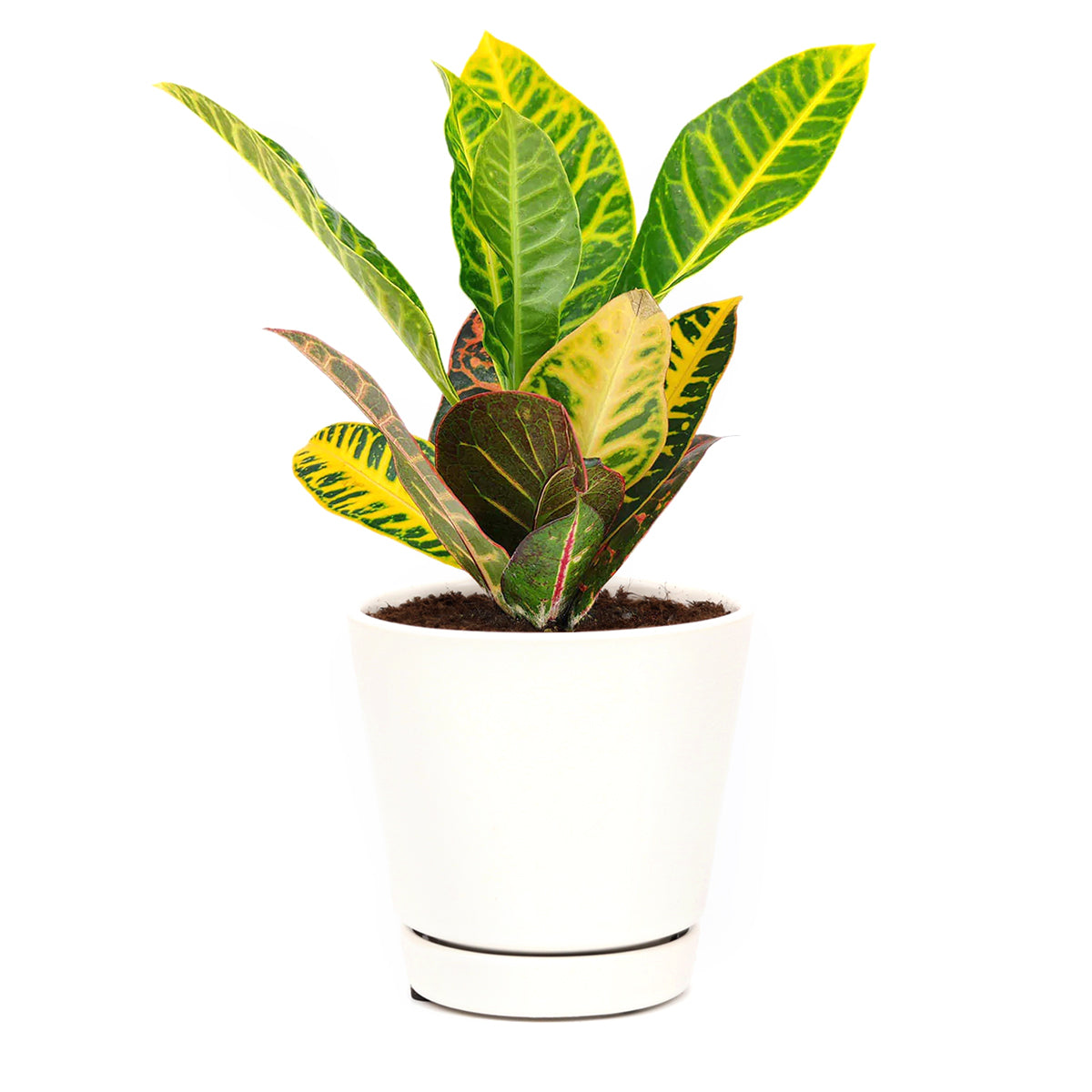 croton succulent Croton Petra Joseph's Coat