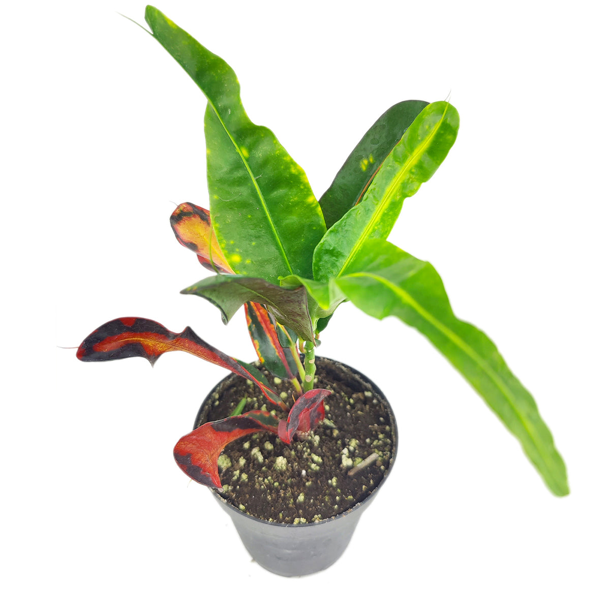 Croton Mammy, Live Healthy Croton Mammy, air-purifying houseplants, Colorful Foliage Houseplants, Houseplants for Homes and Offices, Croton Mammy for Sale