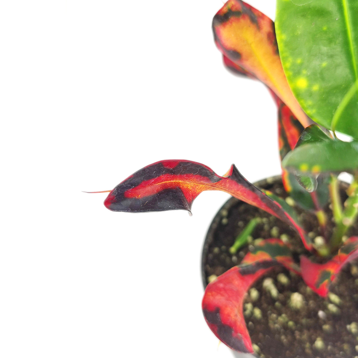 Croton Mammy, Croton Mammy for Sale, air-purifying houseplants, Colorful Foliage Houseplant, Live Healthy Croton Mammy, Houseplants for Homes and Offices