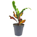 Croton Mammy, Colorful Foliage Houseplants, Houseplants for Homes and Offices, Live Croton Mammy, Air-purifying houseplants, Buy Croton Mammy Online