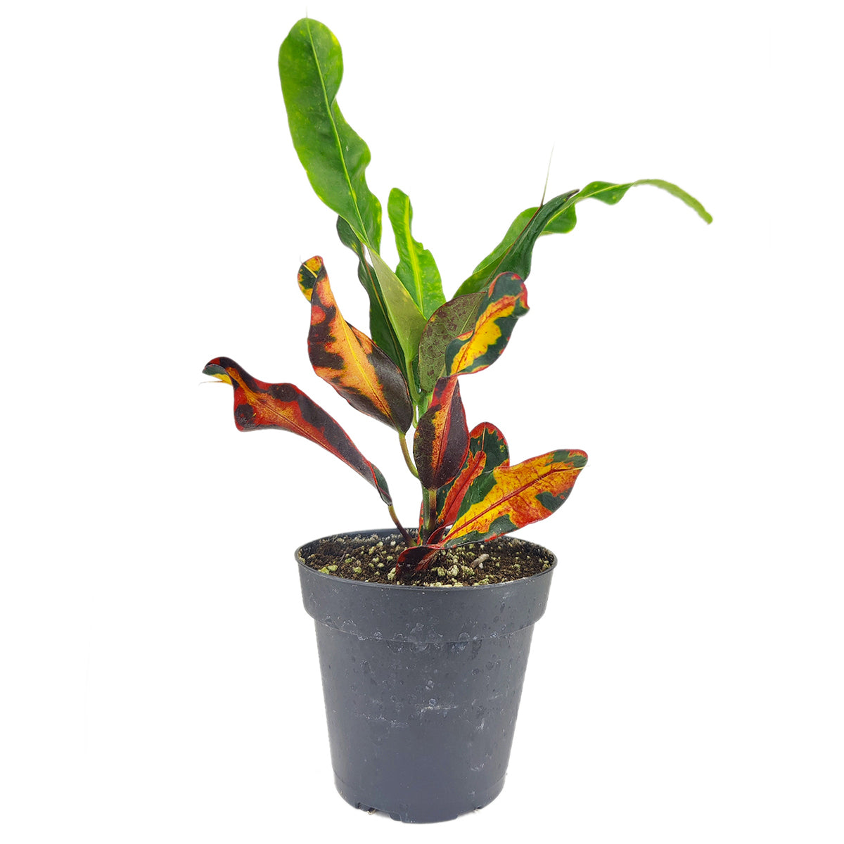 Croton Mammy, Colorful Foliage Houseplants, Houseplants for Homes and Offices, Live Croton Mammy, Air-purifying houseplants, Buy Croton Mammy Online