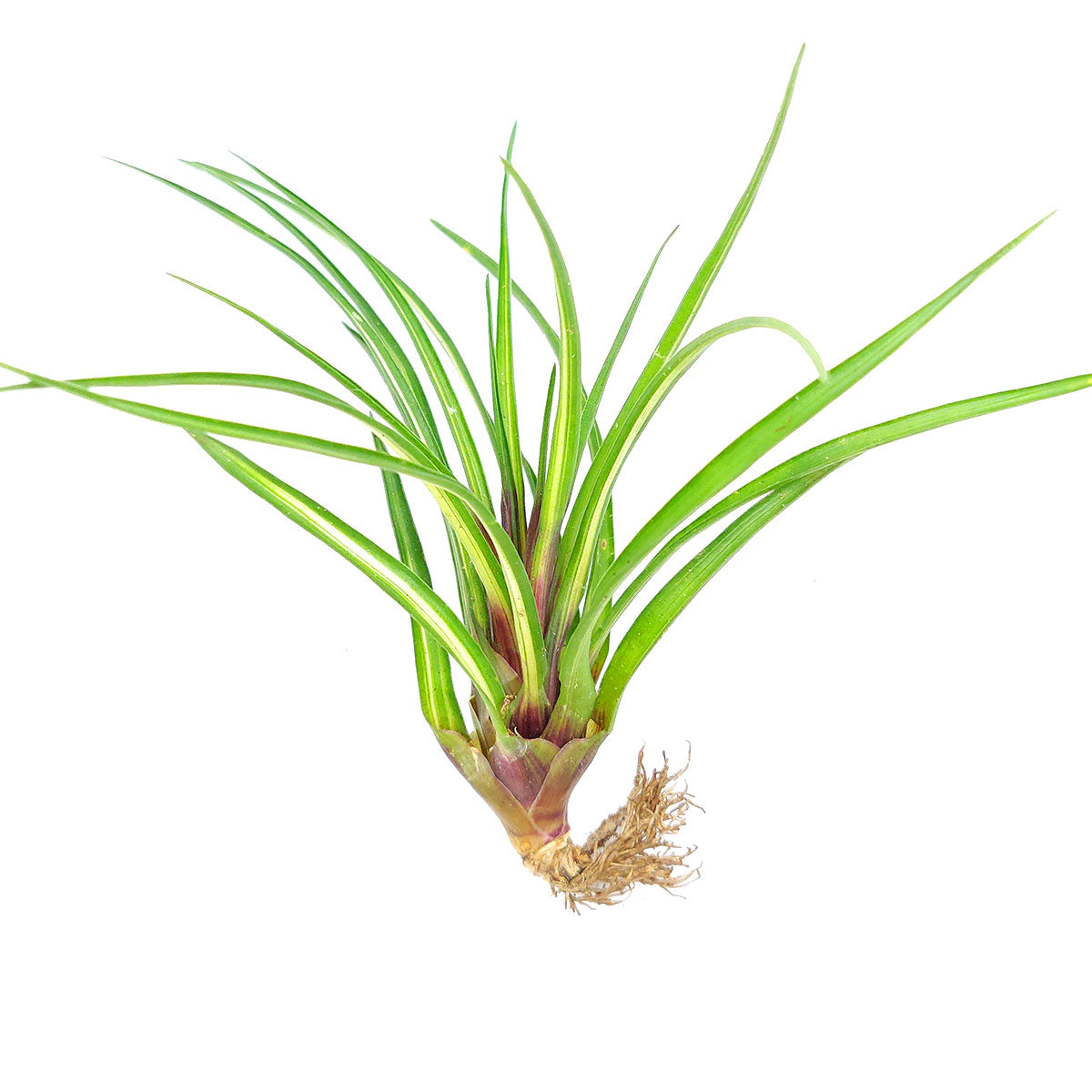 variegated air plant Tillandsia Cyanea Variegated Air Plant with Care Guide | Easy Air Plant Gift Ideas