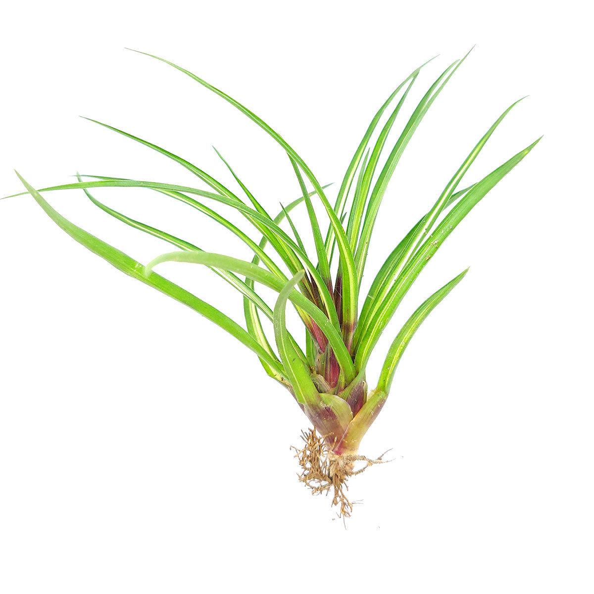 tillandsia cyanea air plant Tillandsia Cyanea Variegated Air Plant with Care Guide | Easy Air Plant Gift Ideas