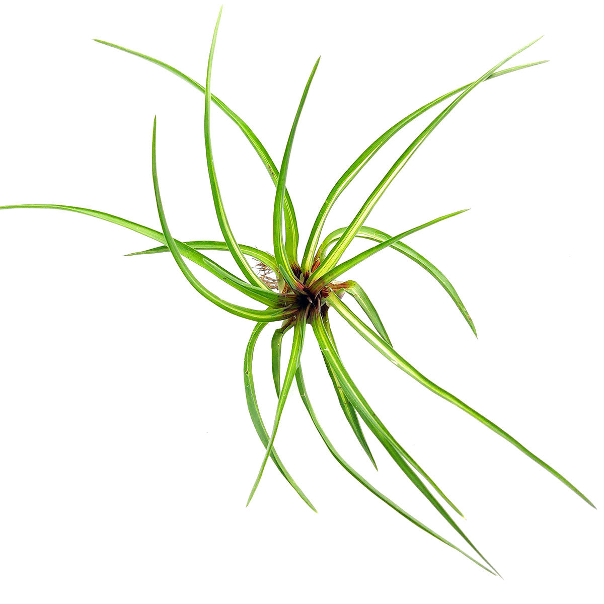 Tillandsia Cyanea Variegated Air Plant with Care Guide | Easy Air Plant  Gift Ideas