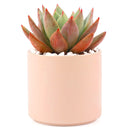 Succulent with Large Modern Cylinder Pot, Unique Succulent Gift Ideas, Succulent in ceramic pots, Succulent Decor Ideas, 4 inch succulent pots for sale, EcoFriendly Succulent Gift Box for Employee, Corporate Gift Succulents For Sale Online, Succulent Thank You Gift Ideas, Thank you gift for your staff in 2023, Customizable Gift Boxes for employees and clients, Office gift for employees, Employee appreciation day 2023 ideas, Succulent Plants for Clients &amp; Employees for sale