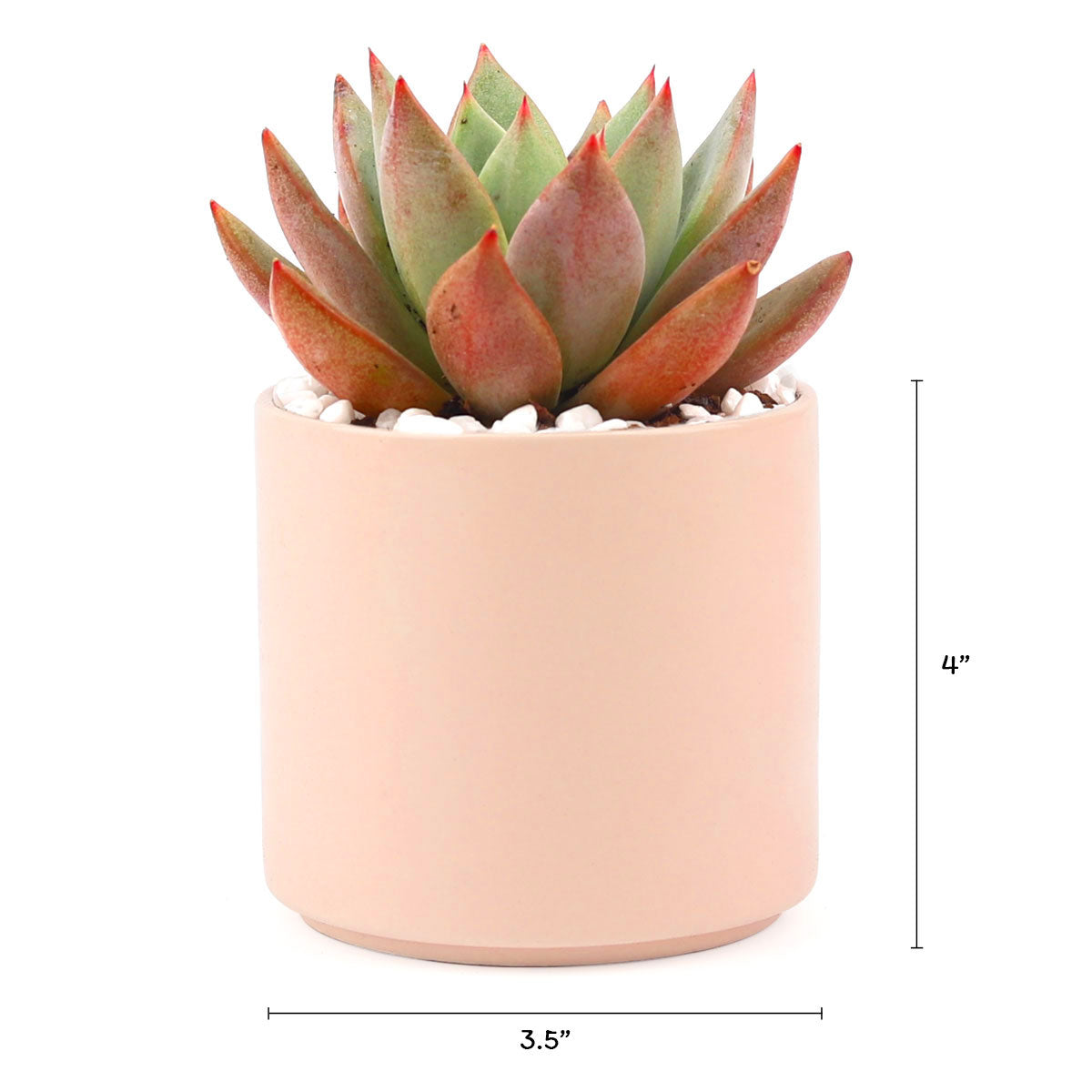 Succulent with Large Modern Cylinder Pot, Unique Succulent Gift Ideas, Succulent in ceramic pots, Succulent Decor Ideas, 4 inch succulent pots for sale, EcoFriendly Succulent Gift Box for Employee, Corporate Gift Succulents For Sale Online, Succulent Thank You Gift Ideas, Thank you gift for your staff in 2023, Customizable Gift Boxes for employees and clients, Office gift for employees, Employee appreciation day 2023 ideas, Succulent Plants for Clients &amp; Employees for sale