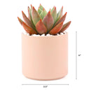 Succulent with Large Modern Cylinder Pot, Unique Succulent Gift Ideas, Succulent in ceramic pots, Succulent Decor Ideas, 4 inch succulent pots for sale, EcoFriendly Succulent Gift Box for Employee, Corporate Gift Succulents For Sale Online, Succulent Thank You Gift Ideas, Thank you gift for your staff in 2023, Customizable Gift Boxes for employees and clients, Office gift for employees, Employee appreciation day 2023 ideas, Succulent Plants for Clients &amp; Employees for sale