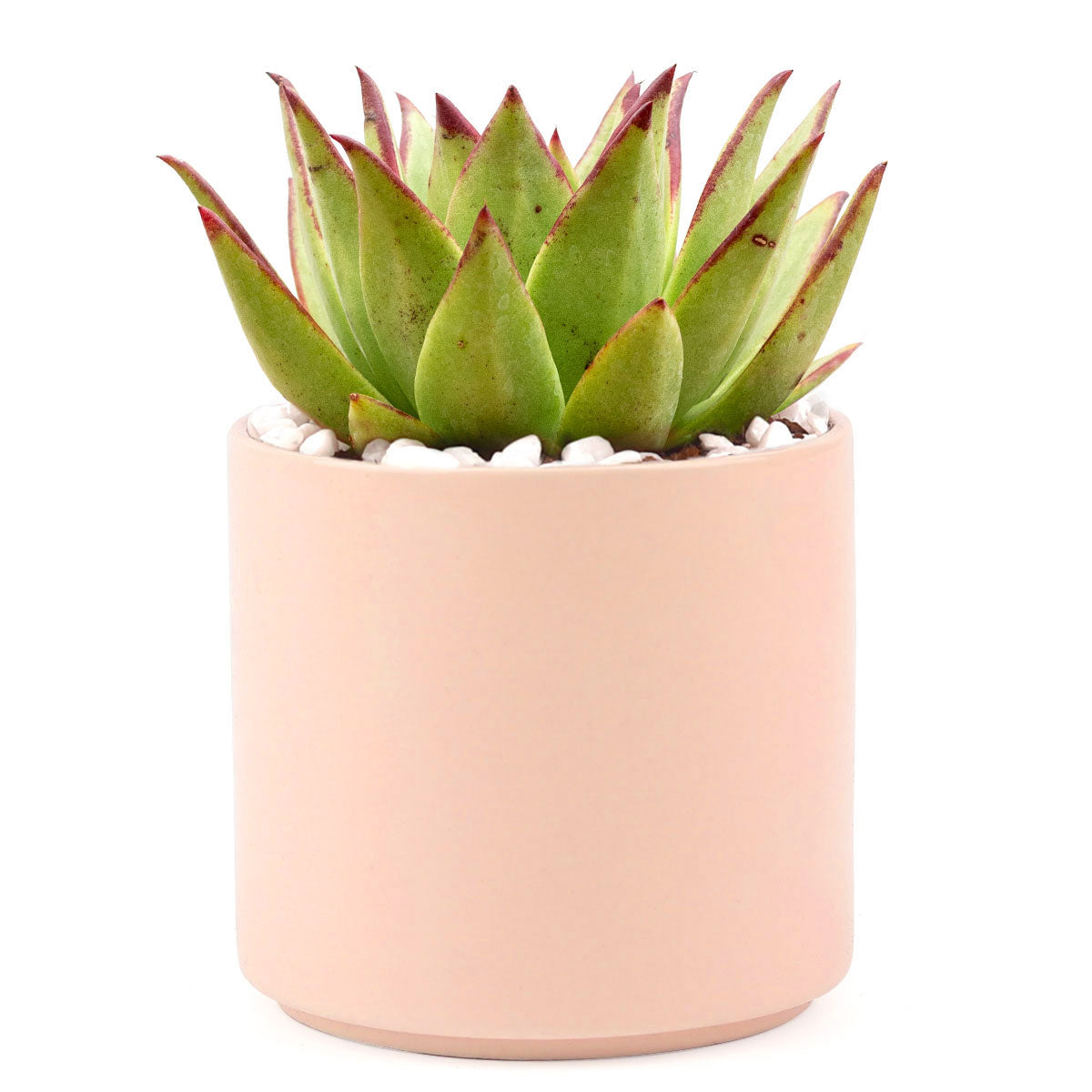 Succulent with Large Modern Cylinder Pot, Unique Succulent Gift Ideas, Succulent in ceramic pots, Succulent Decor Ideas, 4 inch succulent pots for sale, EcoFriendly Succulent Gift Box for Employee, Corporate Gift Succulents For Sale Online, Succulent Thank You Gift Ideas, Thank you gift for your staff in 2023, Customizable Gift Boxes for employees and clients, Office gift for employees, Employee appreciation day 2023 ideas, Succulent Plants for Clients &amp; Employees for sale
